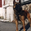 le transport du chien ou du chiot des équipes cynophile de la Police, l'Armée, Gendarmerie